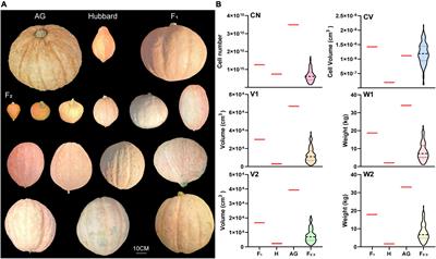 Whole-genome resequencing identified QTLs, candidate genes and Kompetitive Allele-Specific PCR markers associated with the large fruit of Atlantic Giant (Cucurbita maxima)